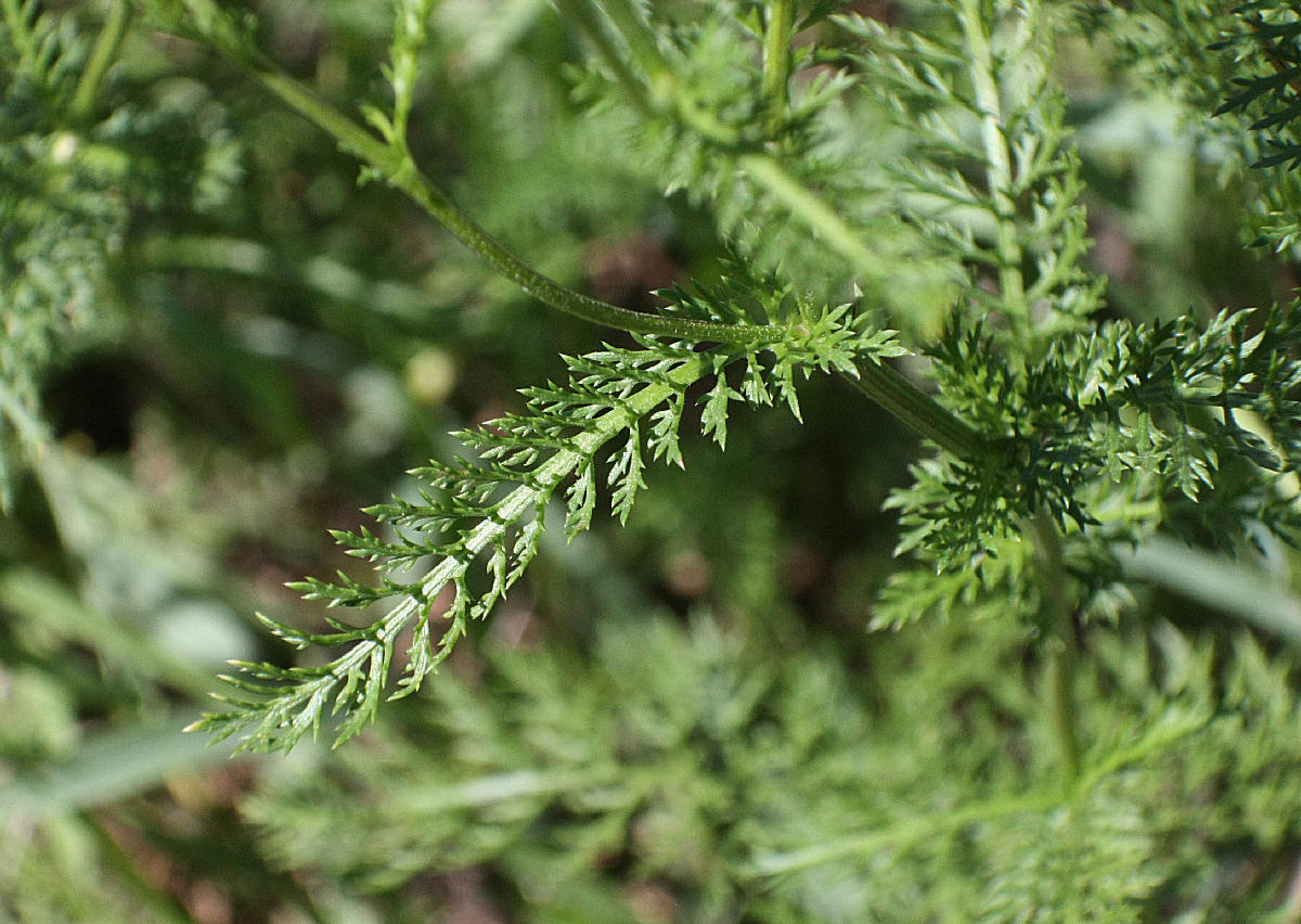 fiore rosa da identificare - Achillea sp.